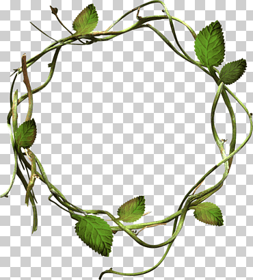 hojas verdes circulo de hierba, hoja, rama, tallo de la planta png