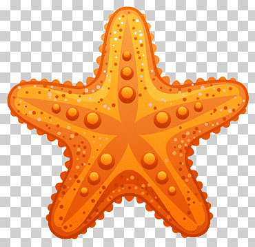 estrella de mar, estrella de mar transparente, estrella de mar ilustración, playa, cdr, naranja png