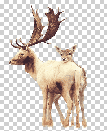 samsung galaxy s6 venado iphone 6 plus, venado cornudo, cuerno, mamífero, animales png