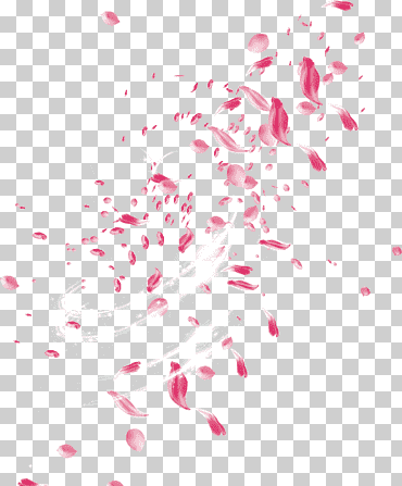 flor rosa pétalo, pétalos de rosa a la deriva, pétalos de flor rosa, ángulo, corazón, pétalos flotantes png