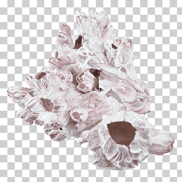 percebe erizo de mar concha arena dólar vida marina centros, concha, animales, coral, diseño de joyería png