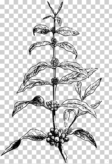 café arábica café café en grano, a base de hierbas, hoja, rama, monocromo png