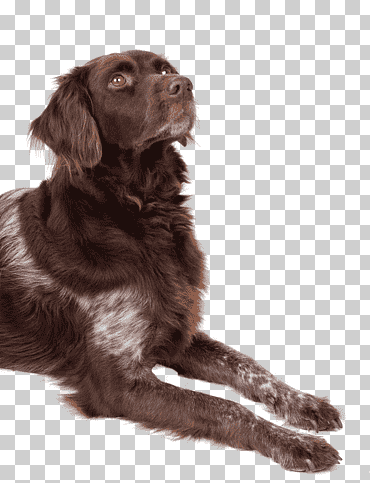 Ilustración de perro de chocolate de capa larga, raza de perro (perro) de raza rara (perro) de perro perdiguero de perro de perro de raza plana, perro mirando hacia arriba, animales, carnivoran, mascota png