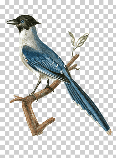 programa de medioambiente de blue jay naciones unidas nairobi ambiente natural contaminación del aire, ambiente del campus, fauna, pájaro cantor, pájaro png
