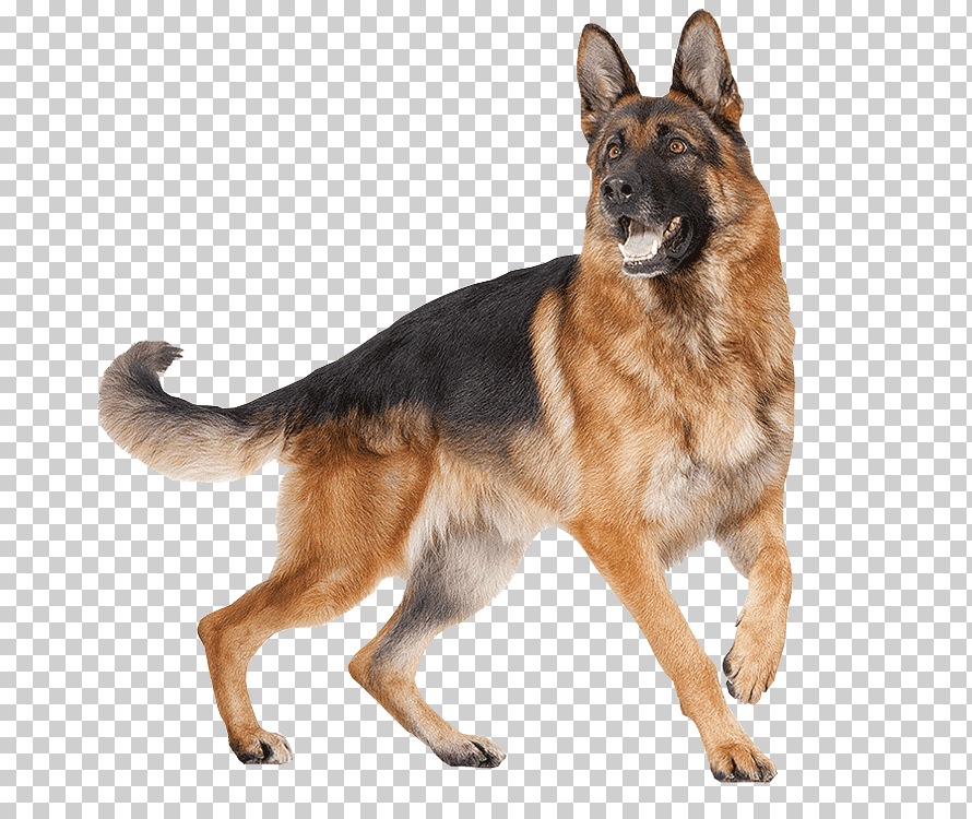 german shepherd dog png