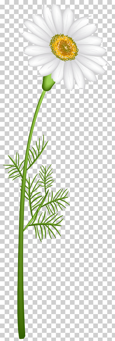 manzanilla camomila, tallo de la planta, flor, Reino libre png