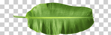 hoja de banano hojas de banano, hoja, hojas de banana, hierba png