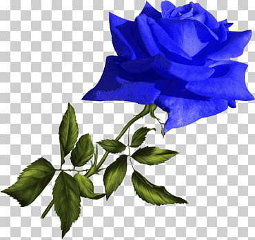 metraje jardín rosas amarillo, flor azul, diverso, azul, hoja png
