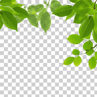 Hoja verde animada, hoja verde, hojas., hojas de acuarela, hoja, rama png