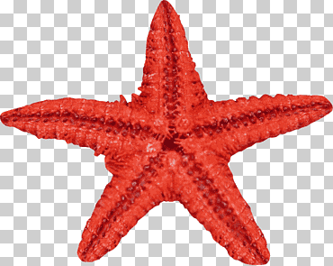 estrella de mar erizo de mar invertebrados marinos, estrella de mar, animales, animal, Biología Marina png