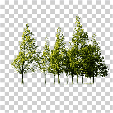 árbol, árboles, árboles verdes, hoja, aceituna, rama de árbol png