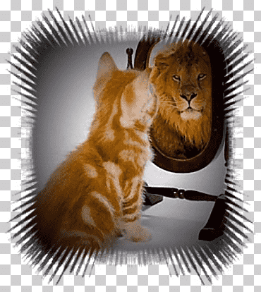 autoestima autoconfianza amor propio, pablo neruda, amor, gato como mamífero, carnivoran png