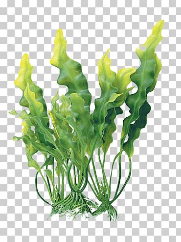 algas, extracto algas cosmeticos minerales comer, alga, vegetales de hoja, tallo de la planta, verdes primaverales png