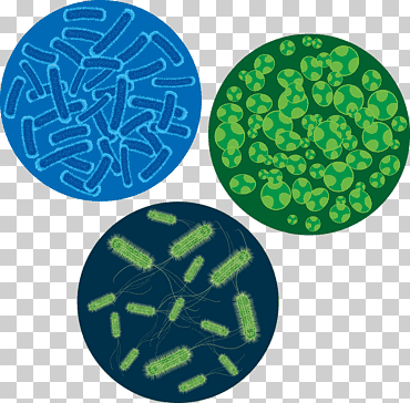 bacterias microscópicas, bacterias microscopio virus células euclidianas, bacterias del higo, técnica, hierba, bacteriano png