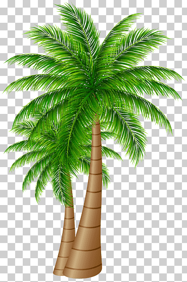 Dos cocoteros, palmeras coco, palmeras grandes., hoja, tallo de la planta, palmera png