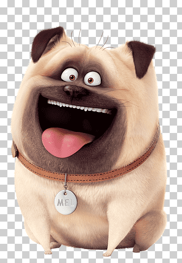 mel pug mascota conejo youtube, conejo, animales, carnivoran, mascota png