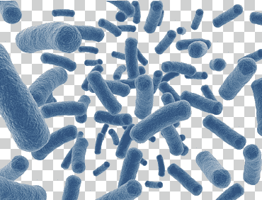Ilustración de microorganismos azules, proyecto microbioma humano suplemento dietético enfermedad intestinal flora microbiota, cielo azul microbios en forma de insecto, azul, animales, experimentar png