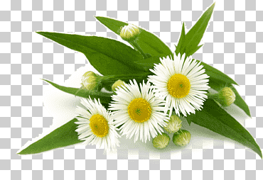 té alemán manzanilla anthemis cotula manzanilla romana, manzanilla, petróleo, flor, manzanilla png