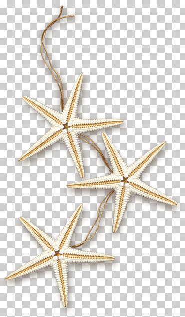 estrella de mar mar marina, estrella de mar, ángulo, animales, madera png