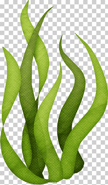 algas verdes, algas algas, oceano, hoja, hierba, tallo de la planta png