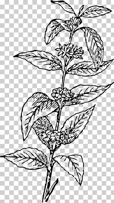 café arábica té café café en grano taza de café, hojas de café, botánica, hoja, rama png
