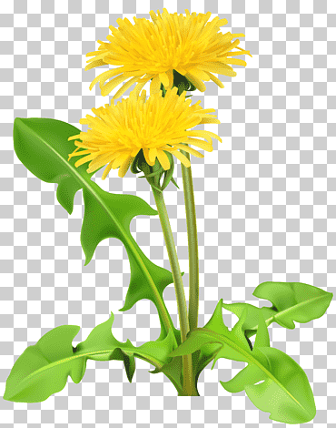 Flores amarillas, diente de león, diente de león transparente., girasol, tallo de la planta, semilla de girasol png
