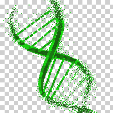 Genética de extracción de ADN. Organismo genéticamente modificado., hoja, texto, dna png