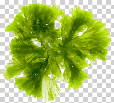 algas pardas algas algas verdes algas rojas algas rojas, vegetales de hoja, comida, biología png