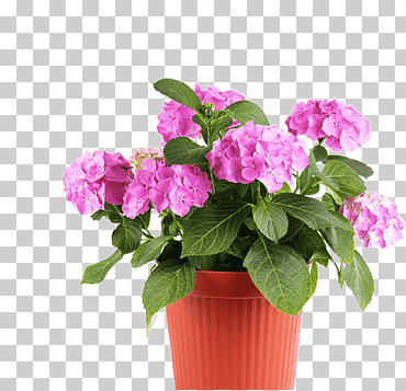 vivero maceta planta de jardín, maceta, planta herbácea, flor artificial, jardín de flores png
