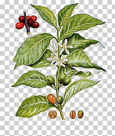 café arábica café robusta descafeinado coffea liberica, café, comida, hoja, café png