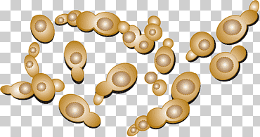 levadura microbiología celular protoplasma ciencia, pullulate, biología, química, estructura png