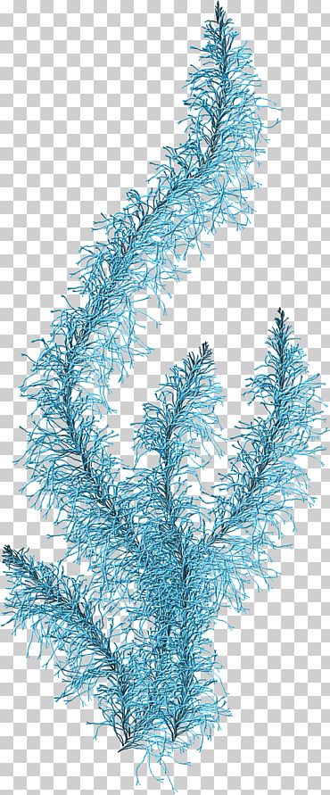 algas de coral plantas acuáticas, coral, diverso, hoja, rama png