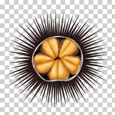 Ilustración de erizo de mar, erizo de mar profundo, comida, fotografía, feliz cumpleaños vector imágenes png