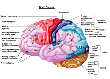 Diagrama cerebral, corteza cerebral función cerebral cerebro principal motor corteza, diagrama cerebral, anatomía, cerebro humano, cuerpo humano png