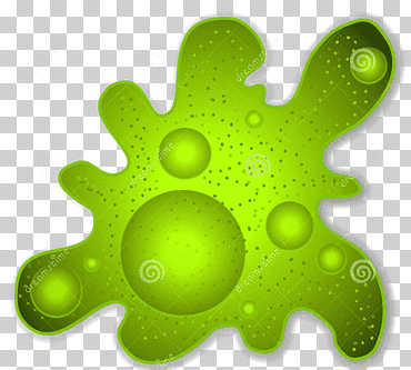 ameba protista organismo unicelular, dite, hoja, hierba, célula png