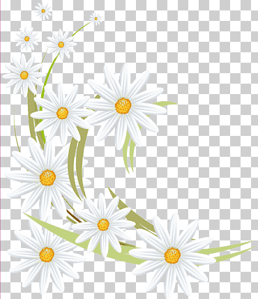 familia flor de la margarita de la familia de la manzanilla alemana manzanilla romana manzanilla, manzanilla, arreglos florales, blanco, las flores png