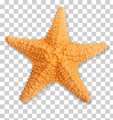 estrella de mar stock photography oreaster reticulatus, estrella de mar, animales, fotografía, animal png