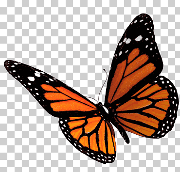 Ilustración de mariposa virrey, iconos de computadora mariposa, mariposa, mariposa patas de pincel, insectos, pegatina png