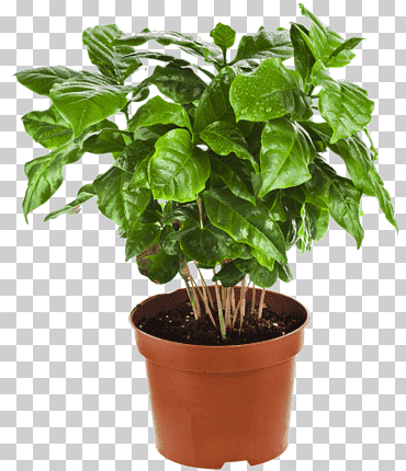 Macetero arábica café planta de interior, planta arábica, hoja, café, plantas png