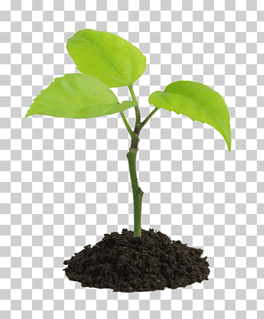 planta planta de semillero, hoja, raíz, tallo de la planta png