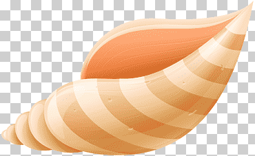 cáscara beige ilustración, concha de mar, playa, Mariscos, naranja png