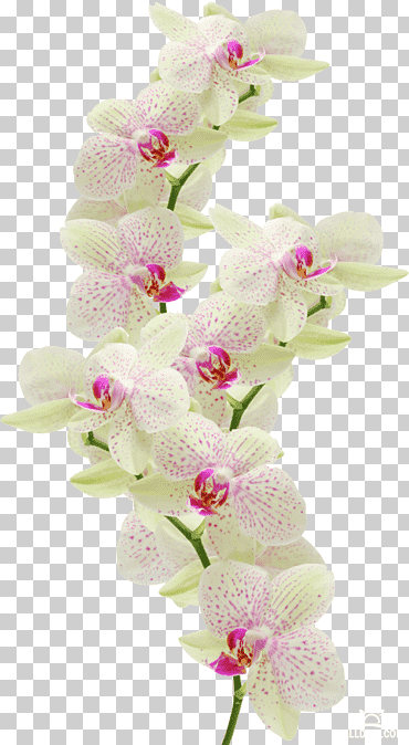 Orquídeas blancas y púrpuras, orquídeas mariposa cortan flores dendrobium, flor, arreglos florales, tallo de la planta, lilium png