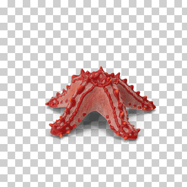 estrella de mar roja y naranja, estrella de mar callopatiria granifera, estrella de mar tingshi, ángulo, animales, animal png