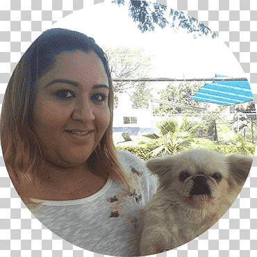 perro raza pug pomerania cachorro hotel canino reyes cachorro, animales, carnivoran, perro como mamífero png