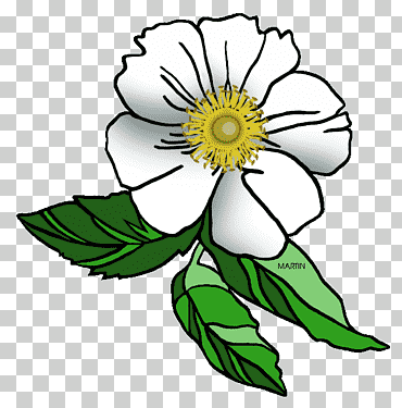 rosa rosa laevigata estado flor, cherokee s, hoja, girasol, tallo de la planta png