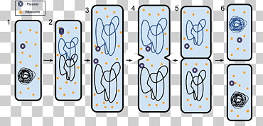 fision asexual reproduccion división celular, paramecium bursaria, texto, biología, célula png