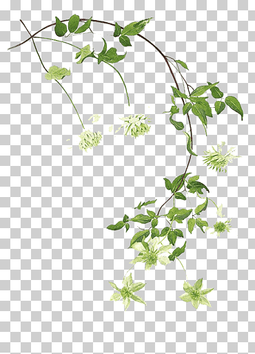 Ilustración floral blanca y verde, pintura de la hoja del arte de la acuarela, hojas verdes de la acuarela, hojas de acuarela, arreglos florales, blanco png
