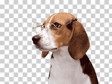escritorio cachorro beagle-harrier, cachorro, animales, carnivoran, computadora png