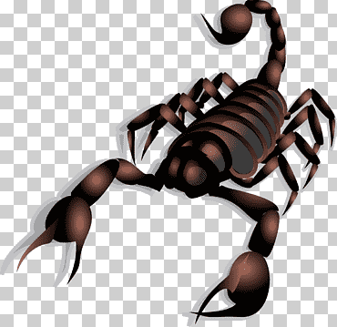 escorpión escorpión, mano, insectos, feliz cumpleaños vector imágenes png
