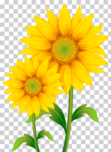 Girasol común, girasoles, girasol amarillo., girasol, semilla de girasol, planta anual png